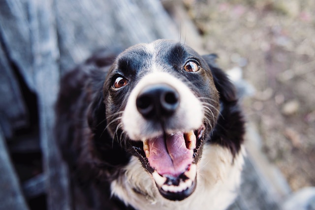garde-animaux-petsitter garde-animaux-petsitter